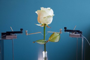 Research electronic circuits into living plants to help regulate plant physiology